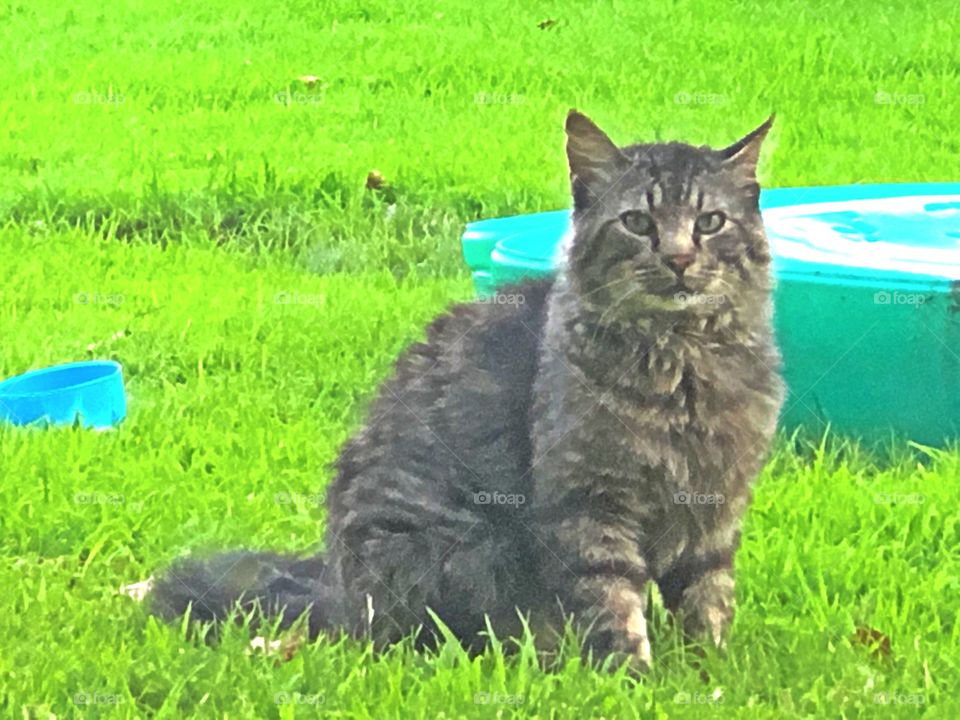 Proud furry cat