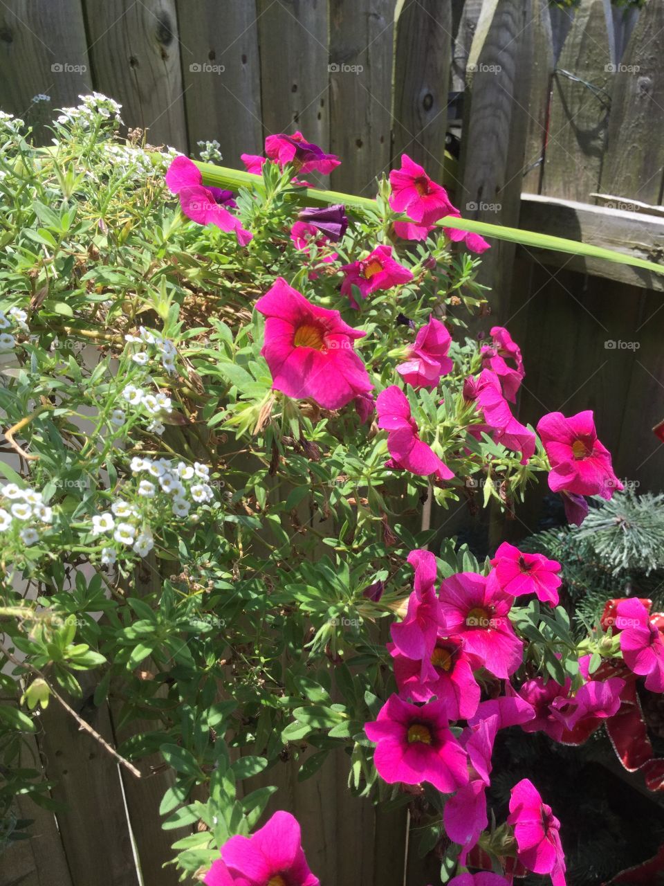 Flower, No Person, Flora, Nature, Garden