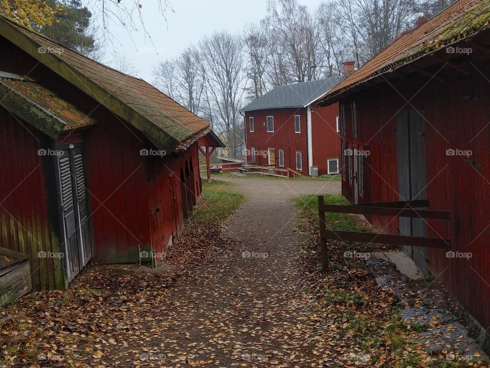 Autumn walk in Kolmarden, Sweden