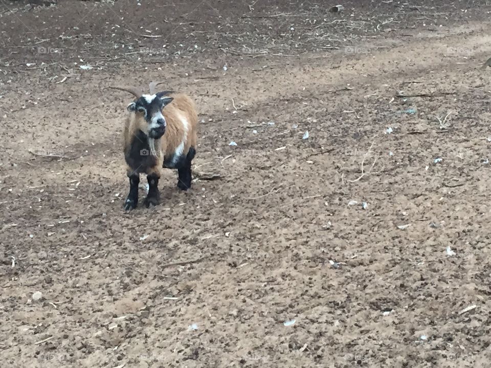 A goat. We were trying to find sand dunes but we stumbled upon a farm instead.