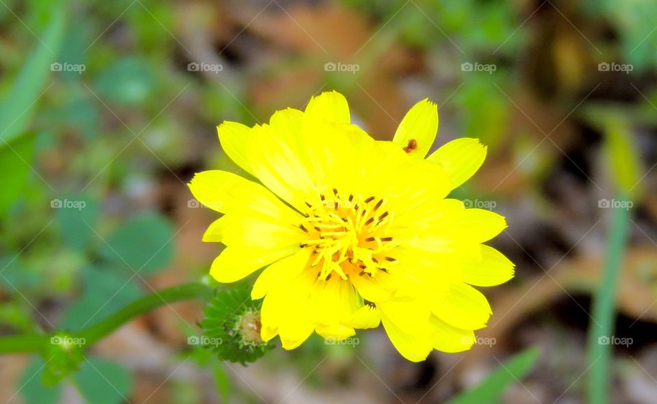 Little yellow flower 