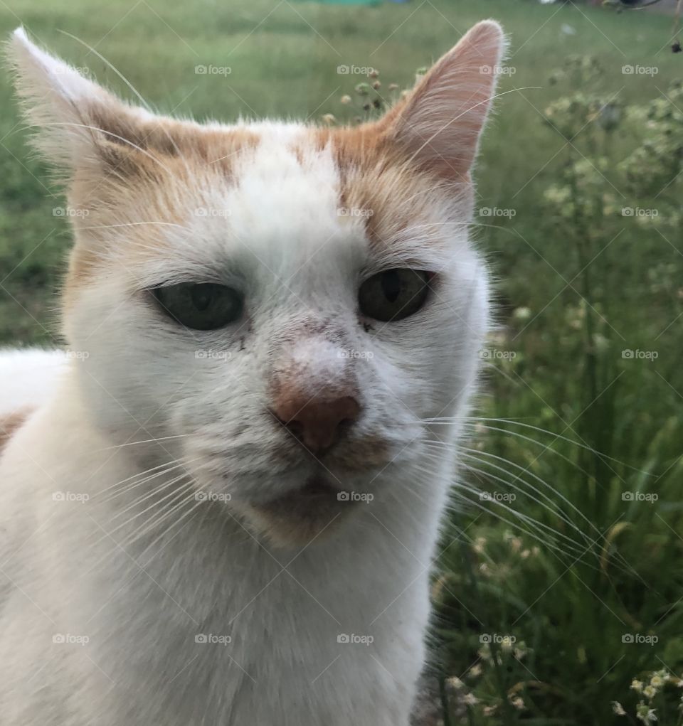 Cute cat with ears slightly back. Funny expression