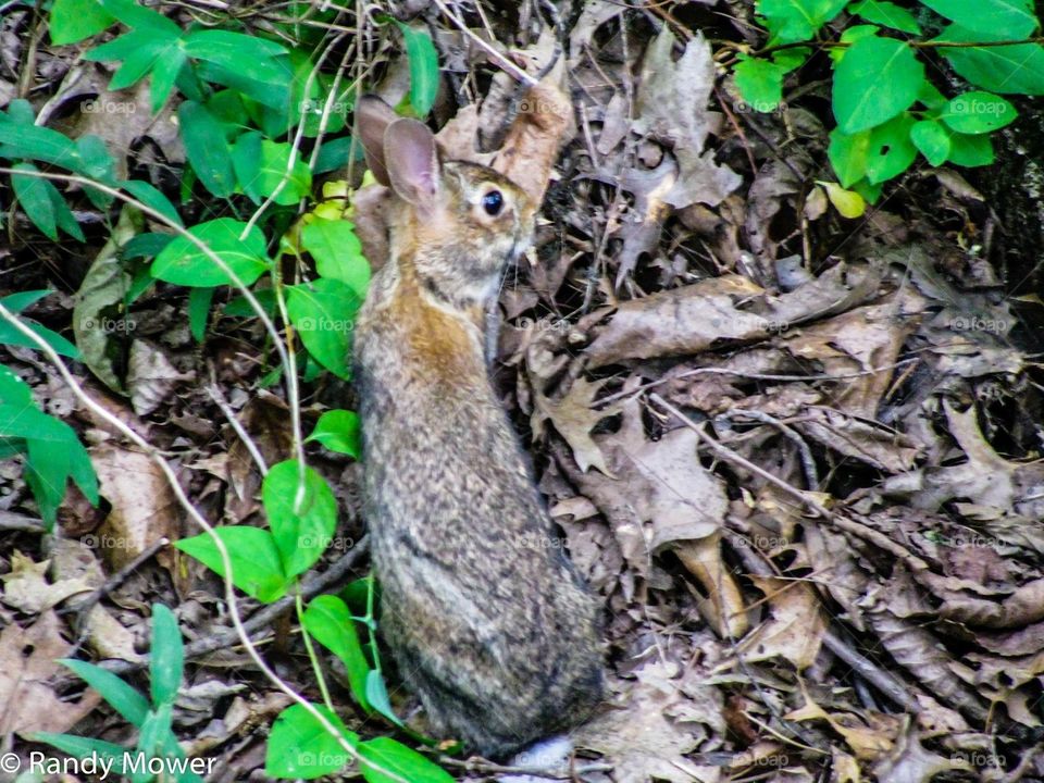 Gifford Pinchot state park