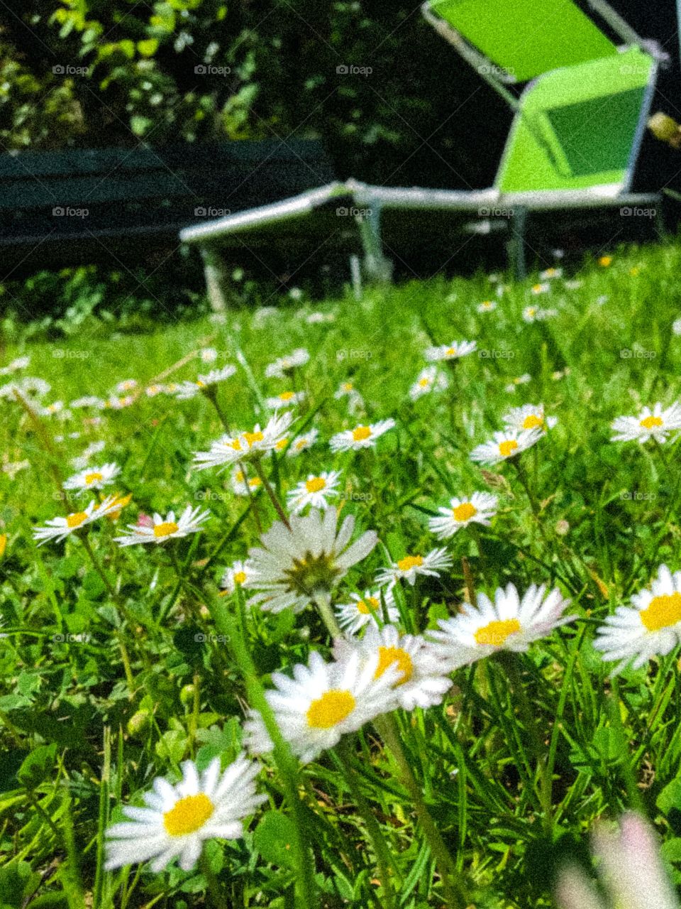 Daisies garden 