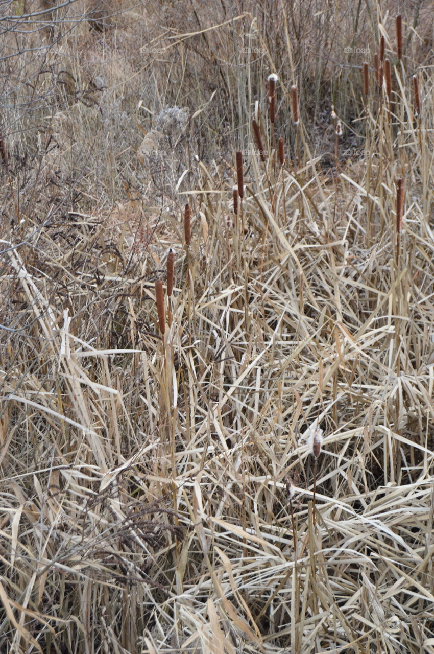 Dry reeds