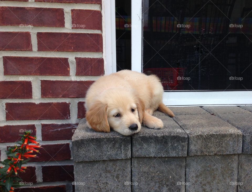 Golden retriever puppy 