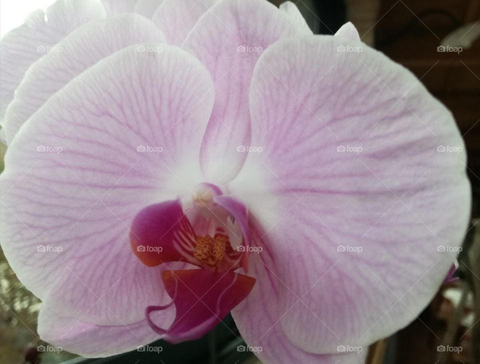 Pink orchid. Wonderful flower
