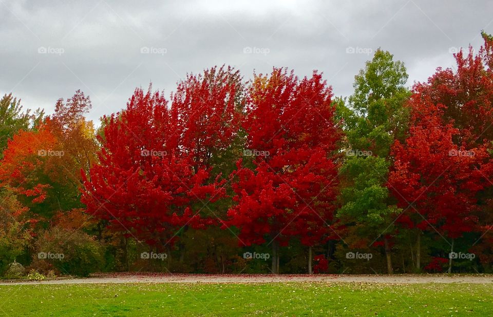 Autumn trees 