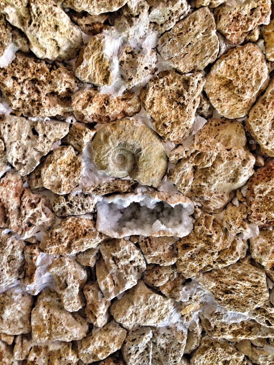 Blast from the past. Fossil ceiling at an outdoor garden exhibit 