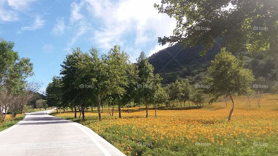 beautiful yellow Lillie's under the perfect trees