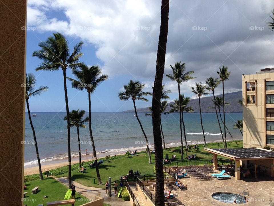 Beach and palm trees