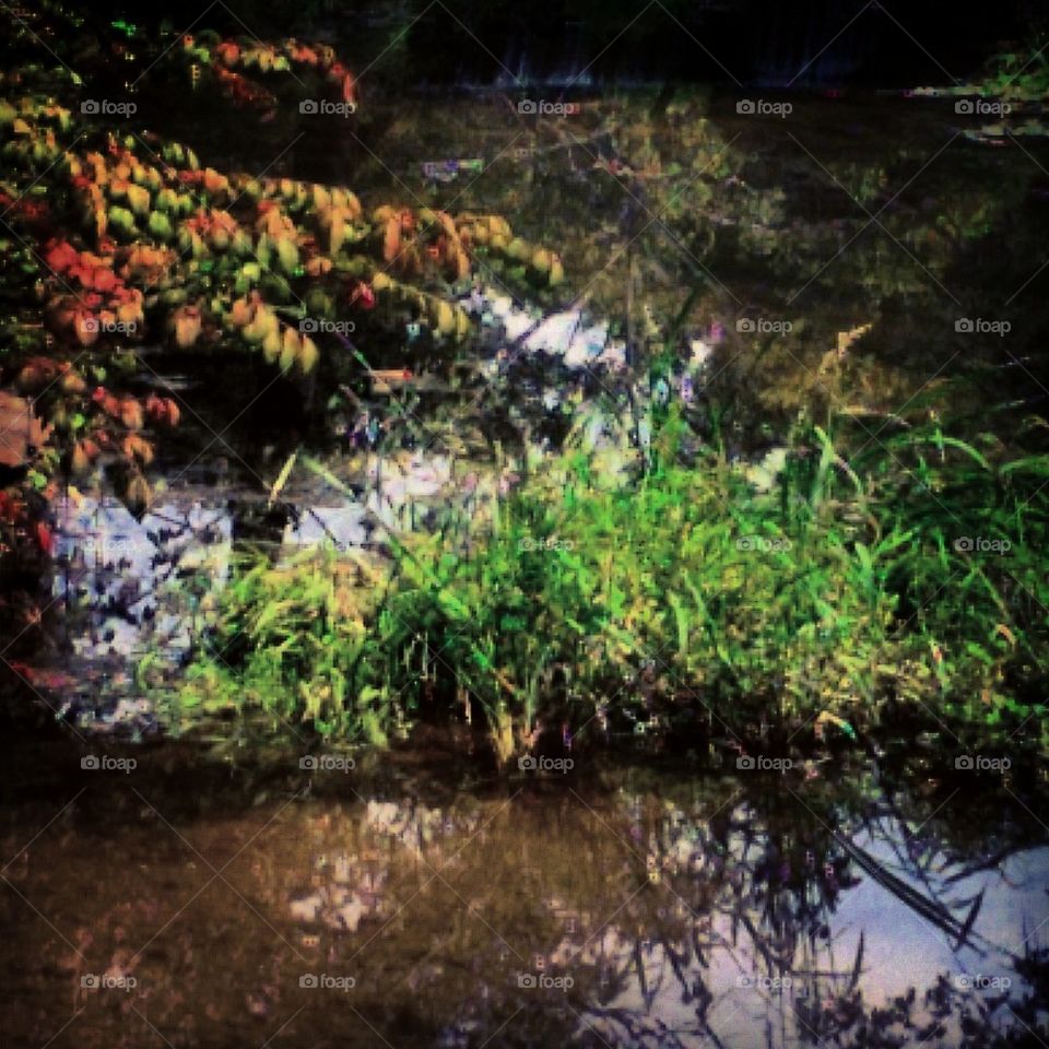 Pond  Reflection 