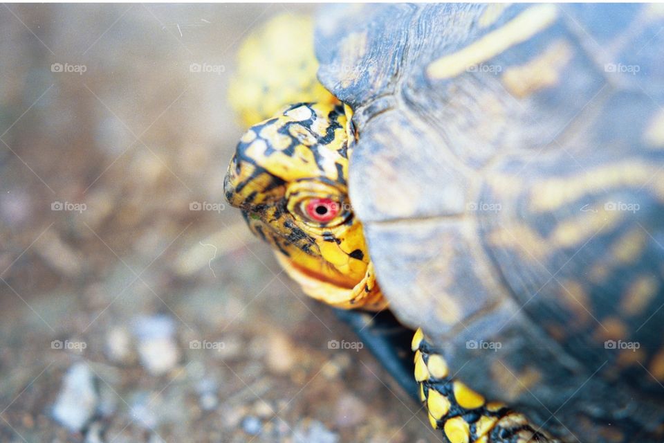 Box turtle close up
