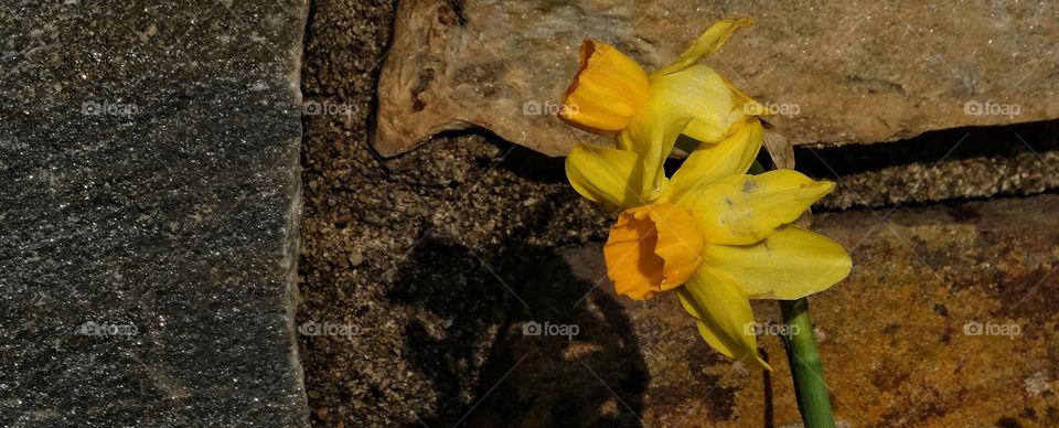 Daffodils and Rocks