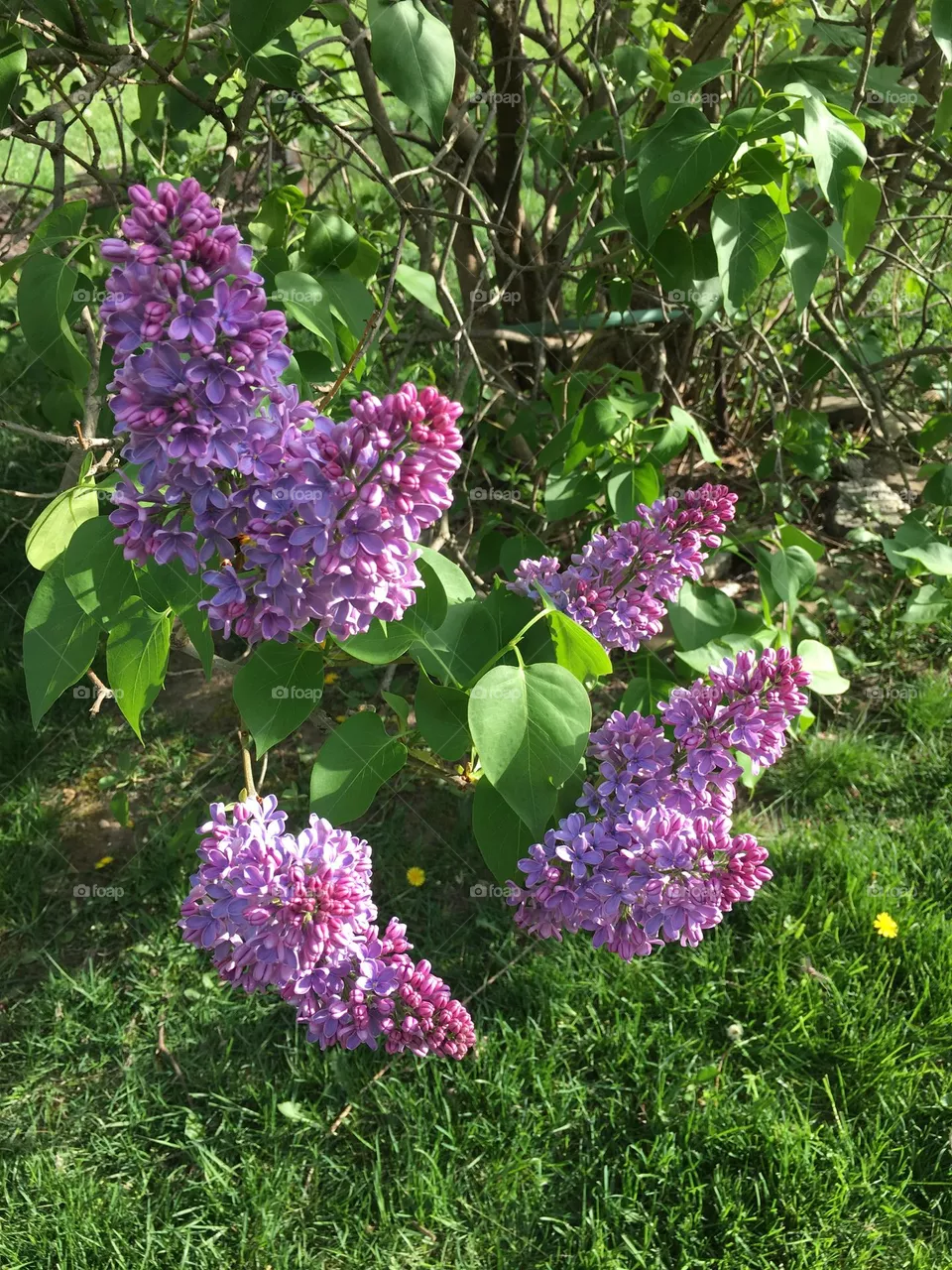 lilac