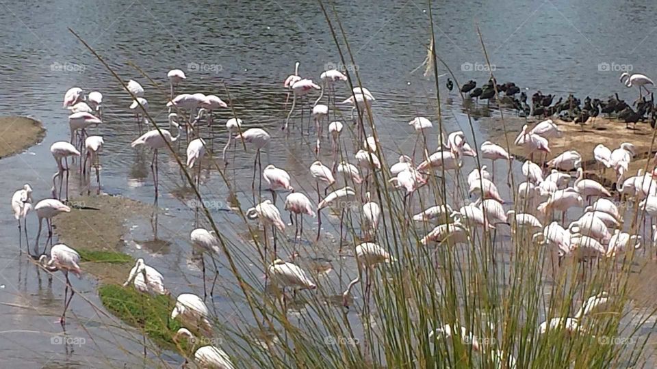Flamingos life.