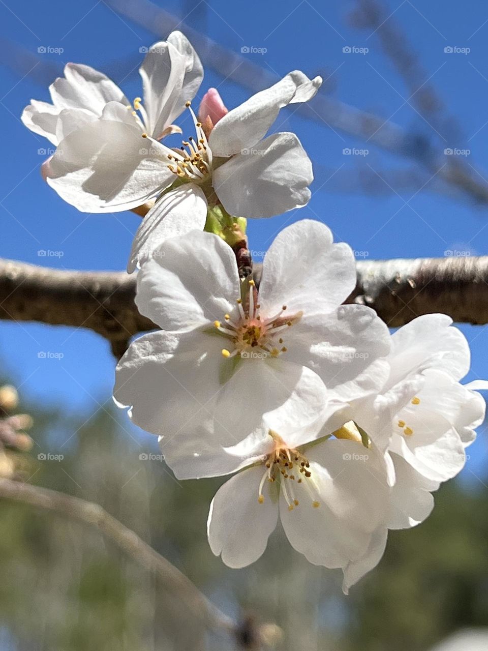 Cherry Blossom 