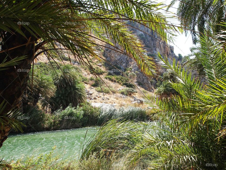 Discovering Crete. Palm tree garden 