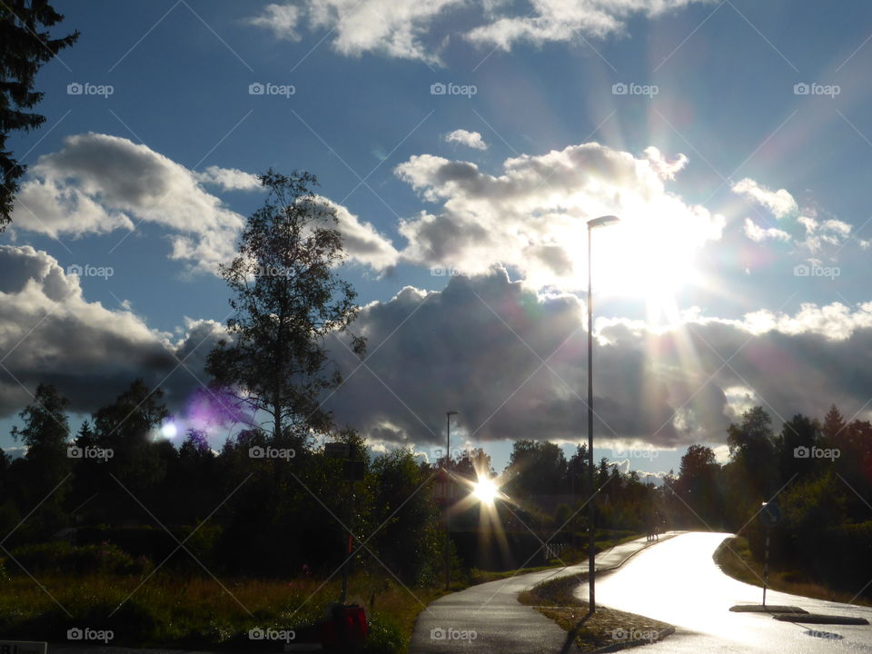 sunrays through the forest