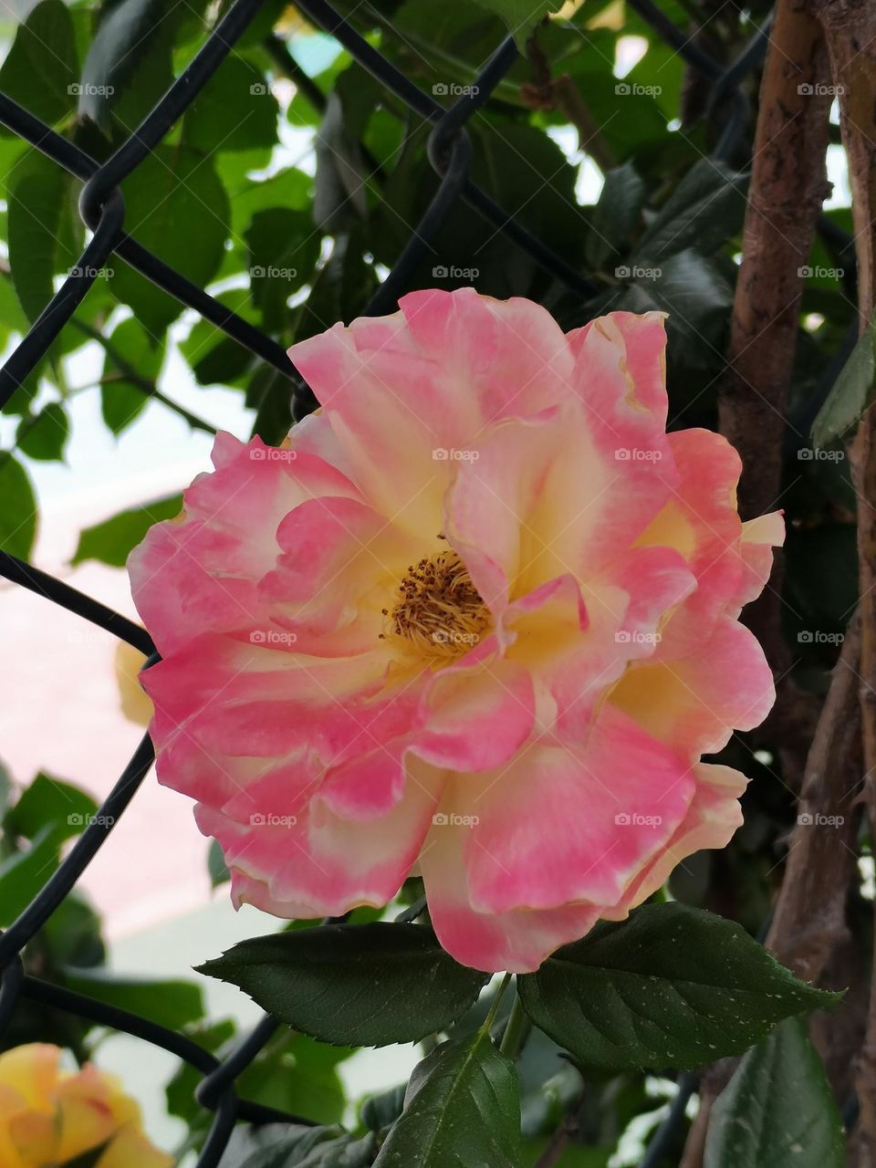 Chinese rose