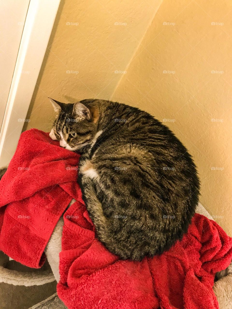 A cat named Bella, cuddling up at the corner of the room. She is a beautiful sight to enjoy and appreciate.