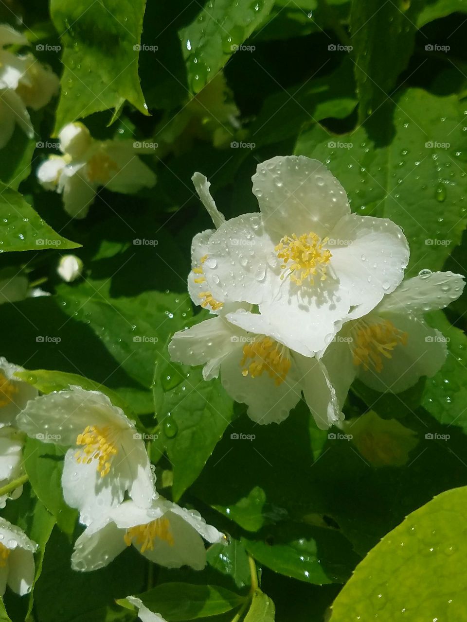 fleurs sous la pluie