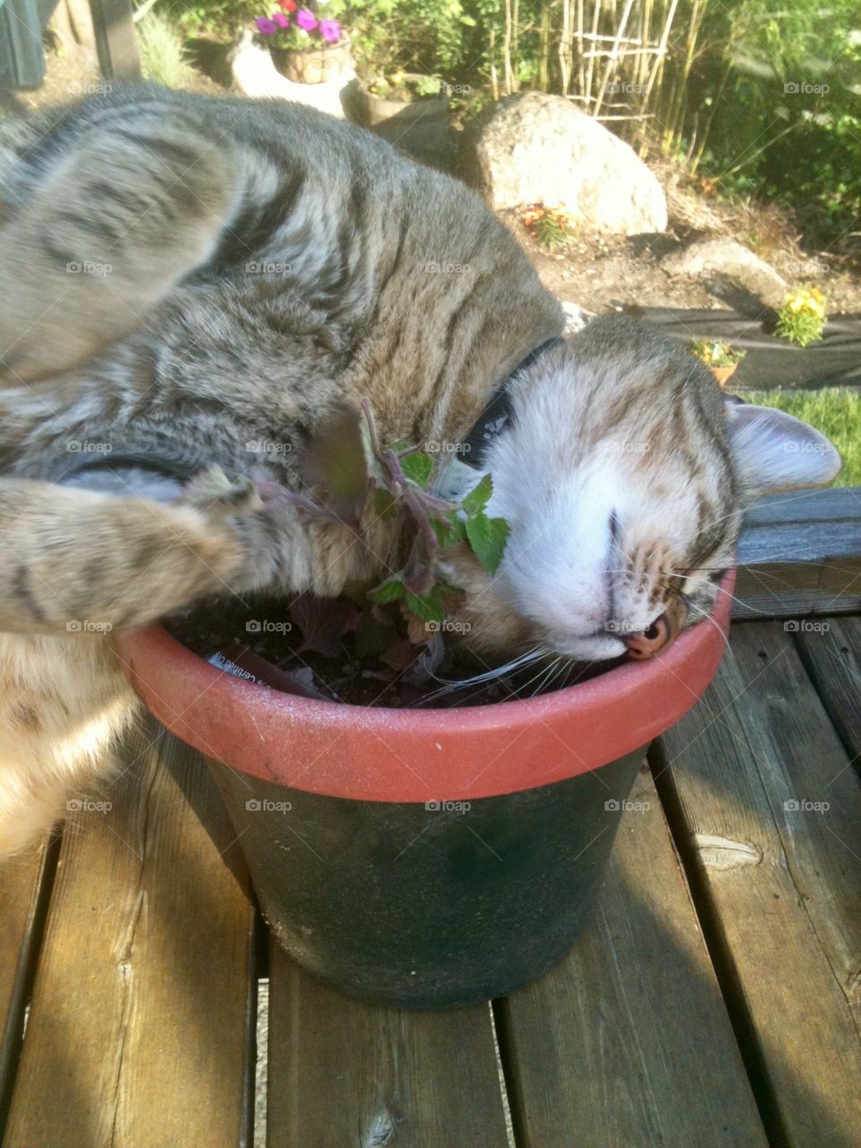 Cat nip 