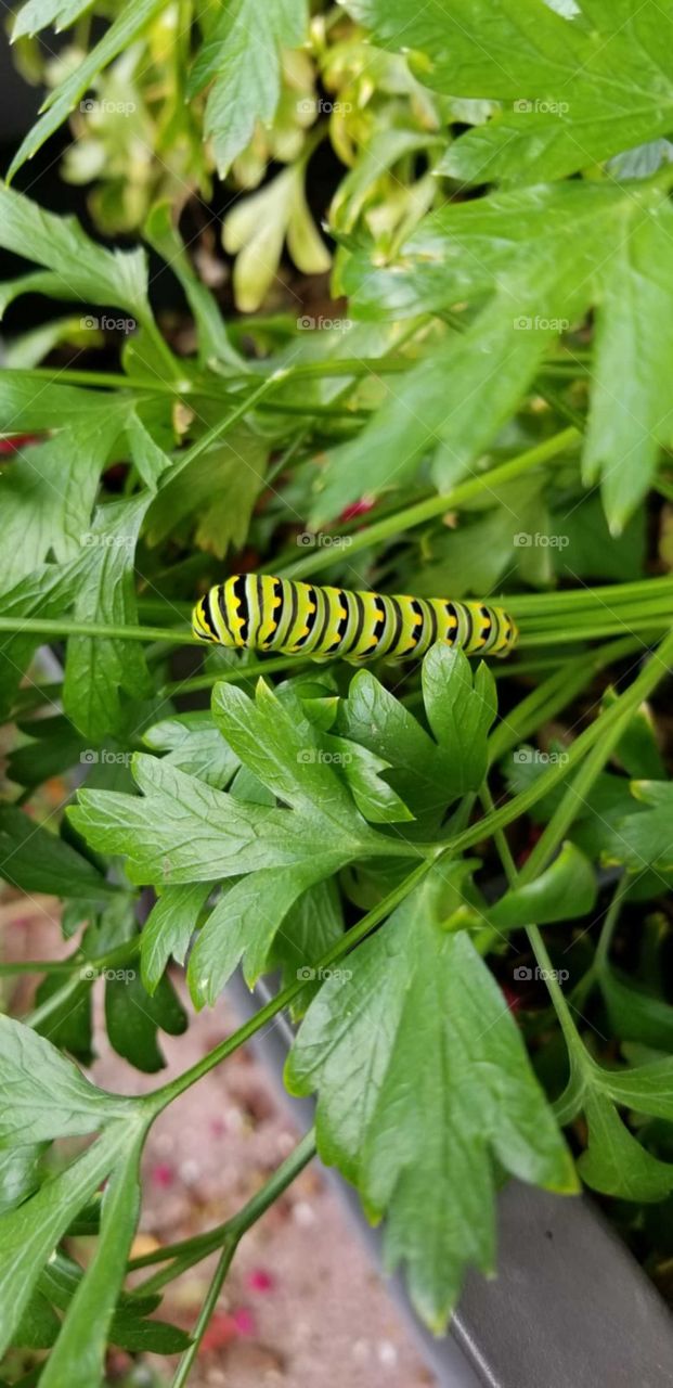 Caterpillar munching away