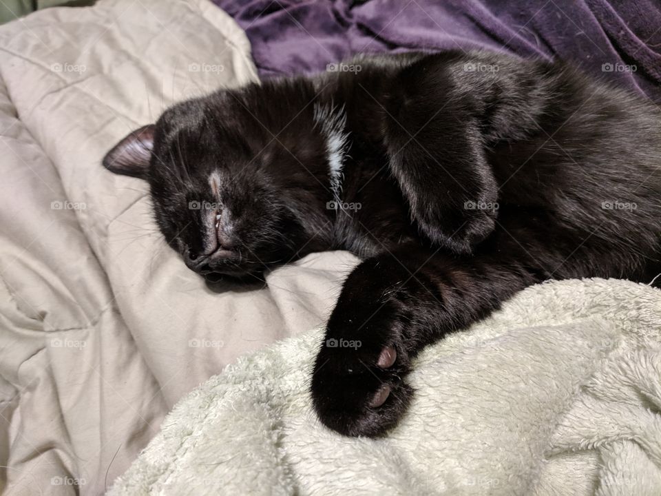 Black Kitten Sleeping