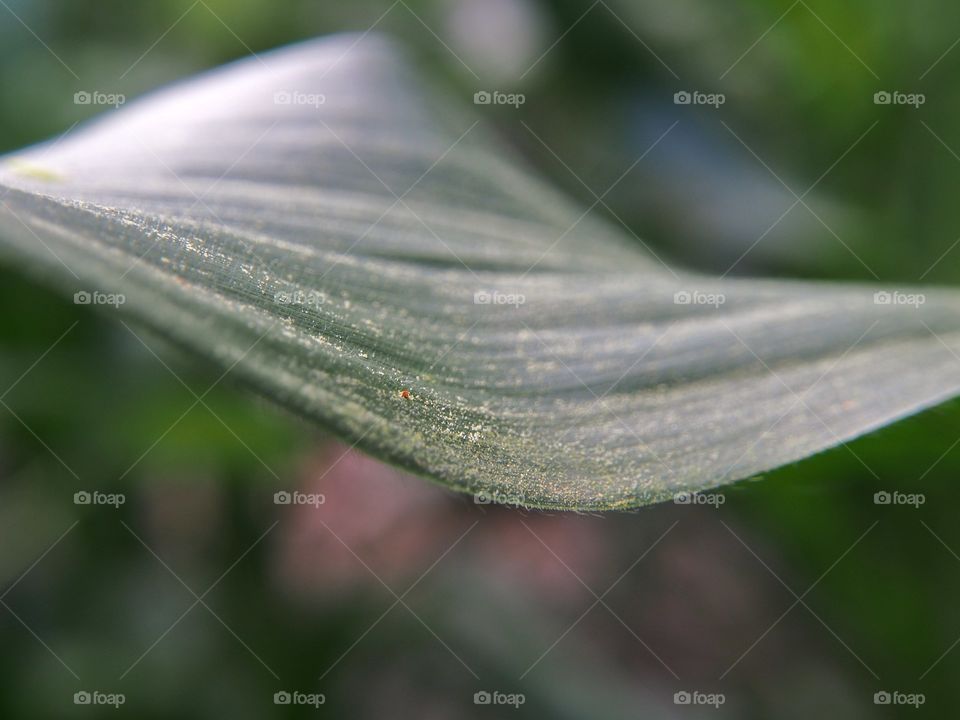 Extreme close-up of green leaf