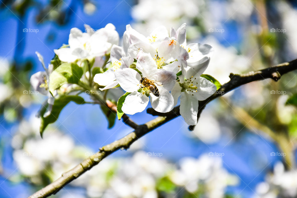 Happy Easter - spring 