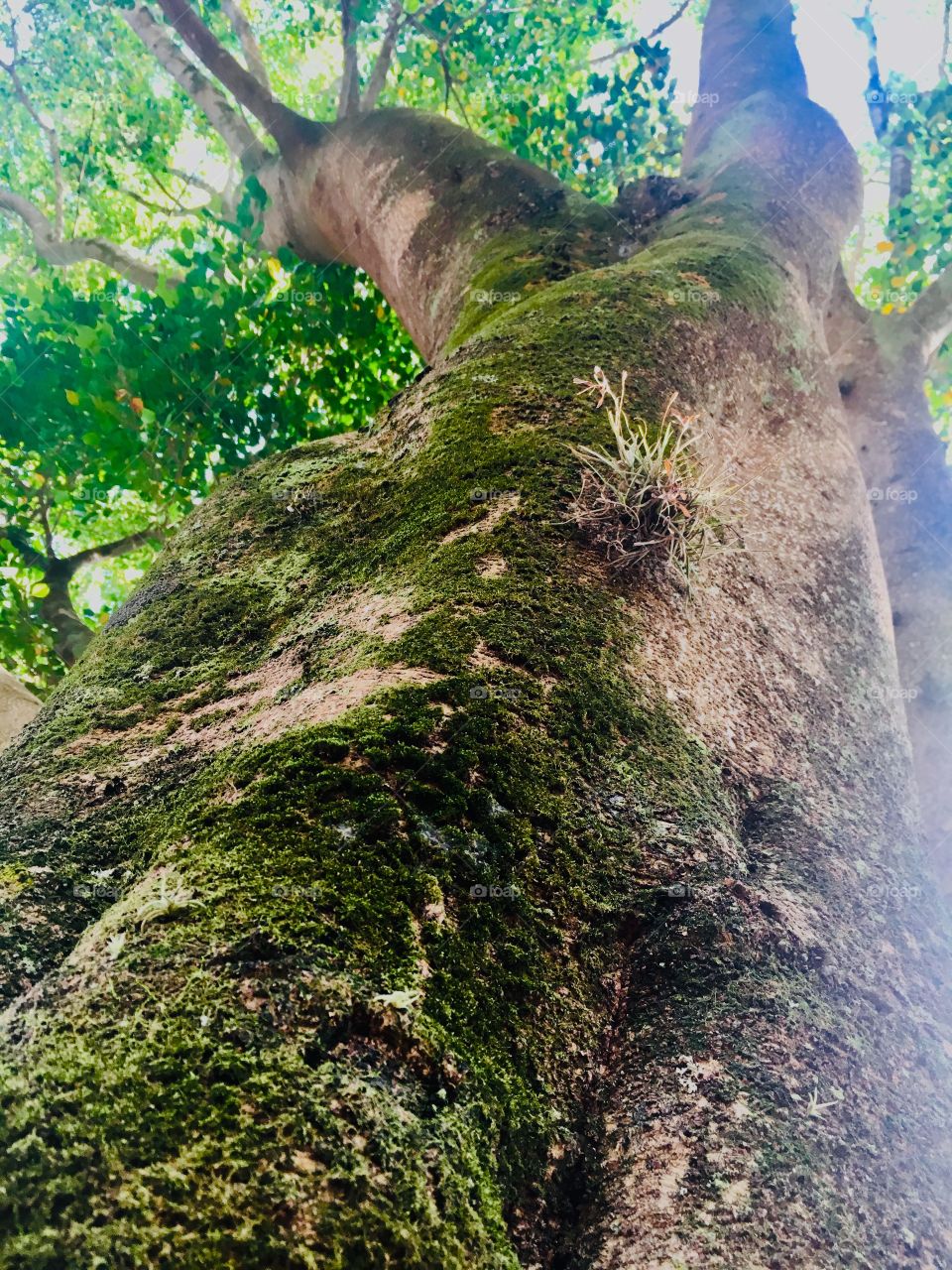 Moss covered tree trunk 