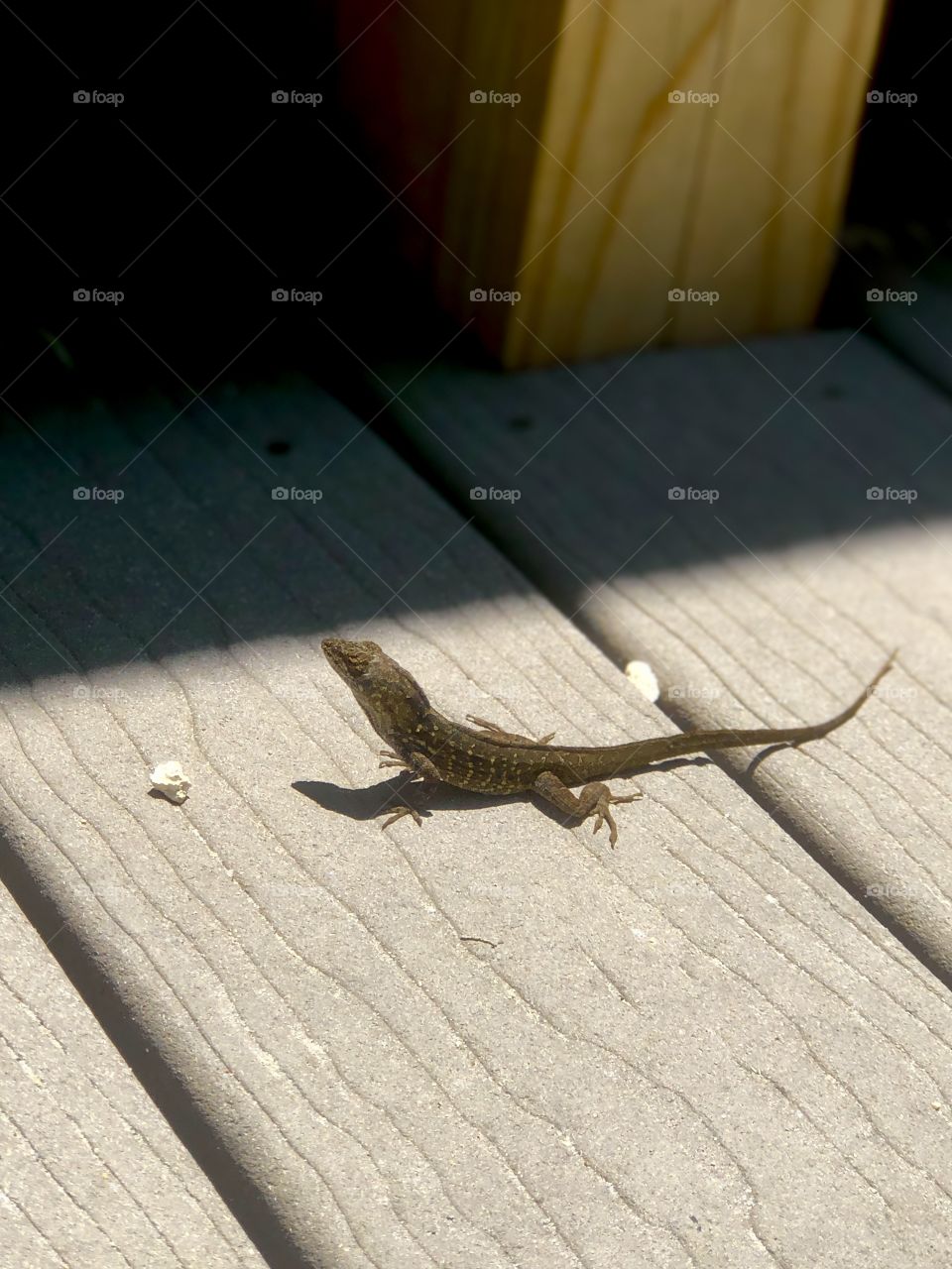 Small brown lizard in sun 