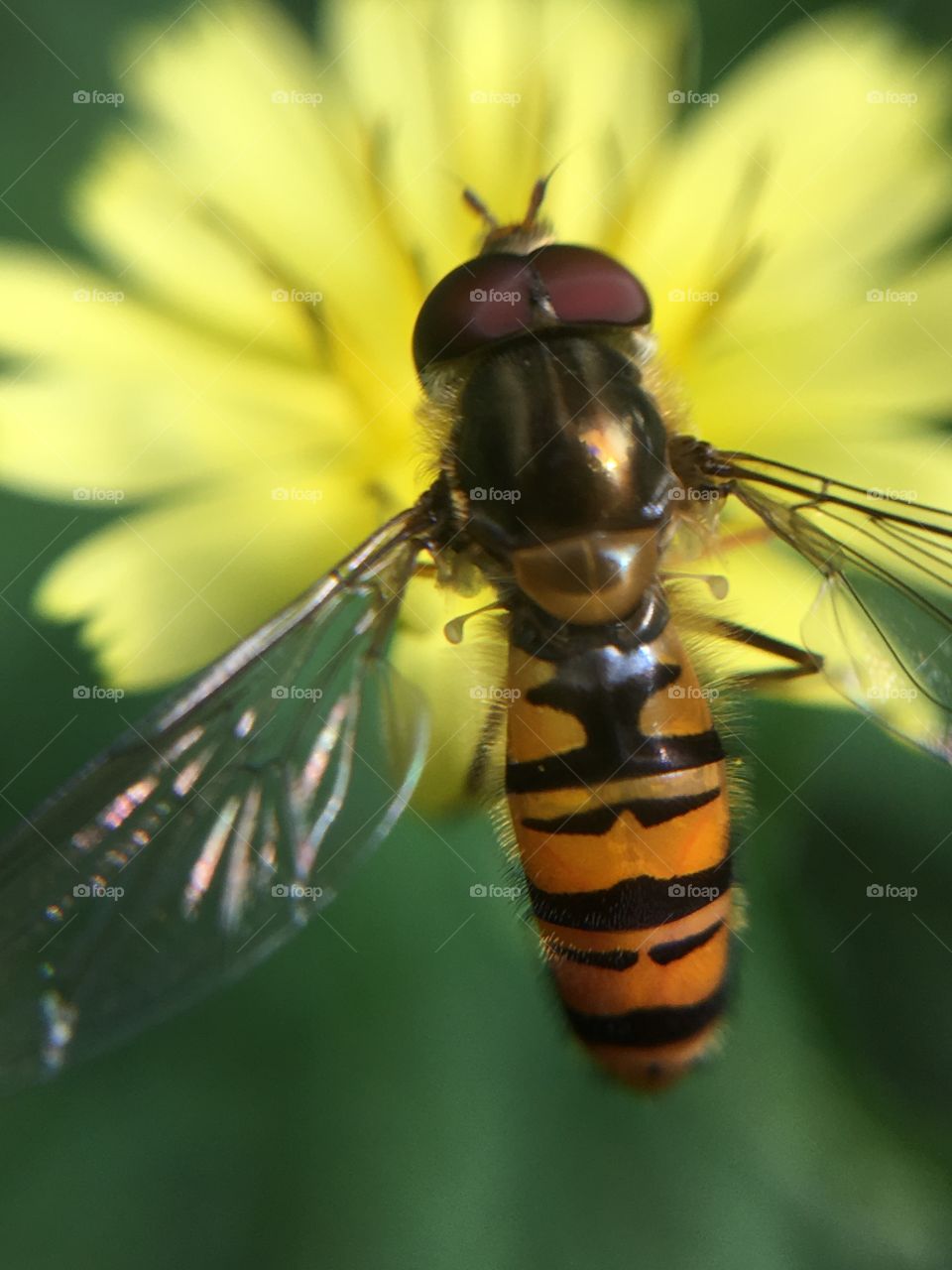 Orange insect closeup
