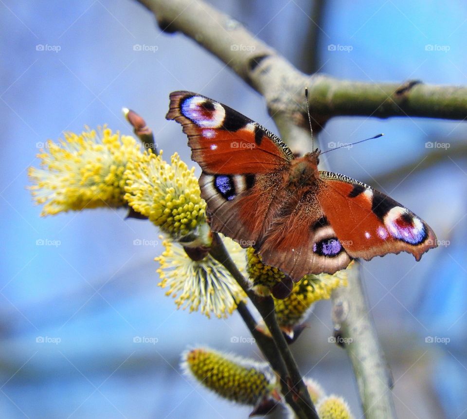 Butterfly on a yellow spring branch