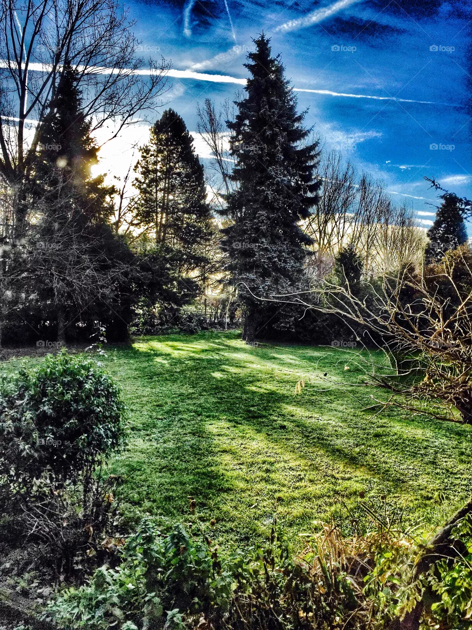 Garden
