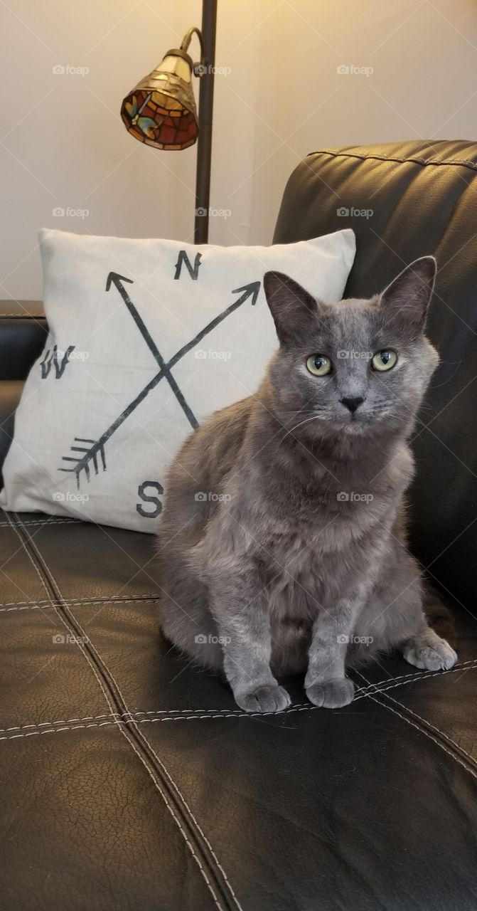 grey cat with boho pillow on couch