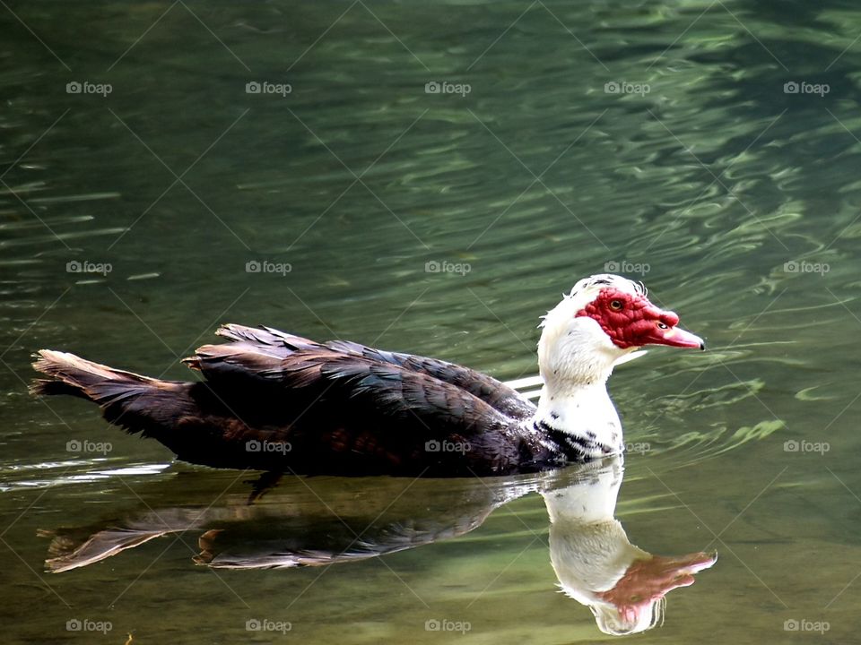 Duck and water
