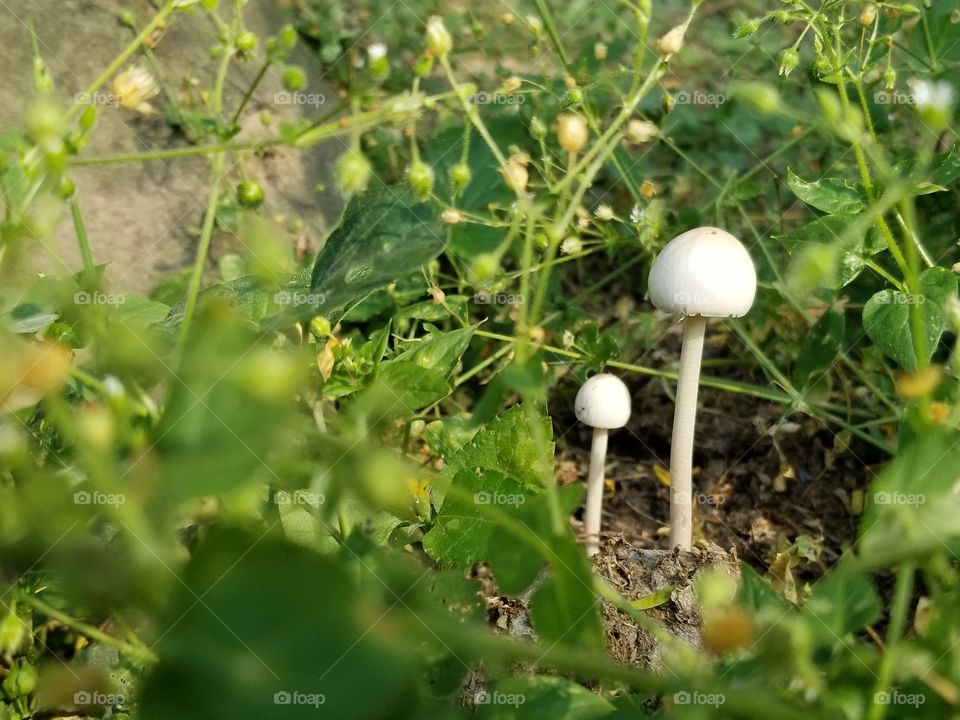 mushroom