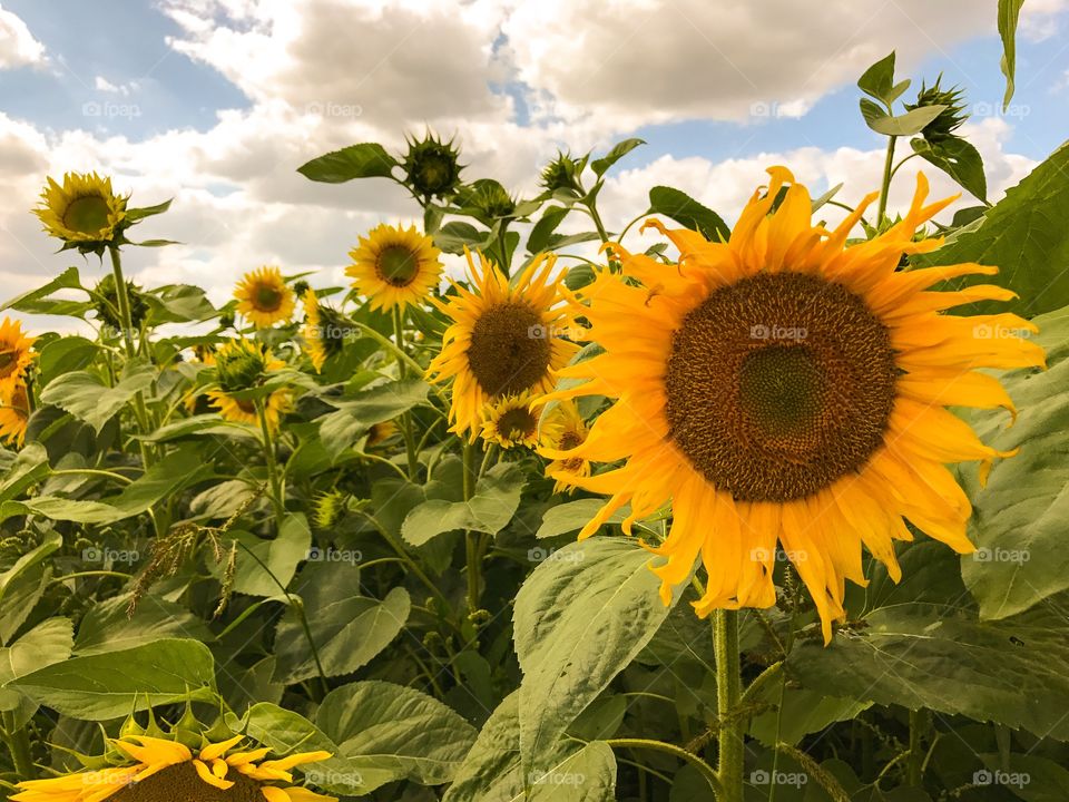 Sunflower, Nature, Summer, Flora, Flower