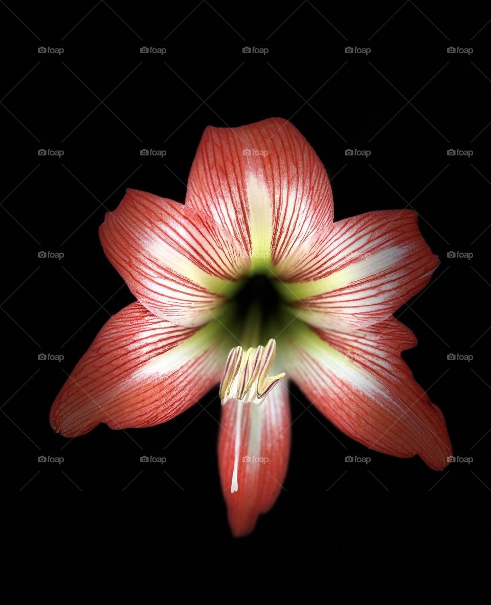 Amaryllis 