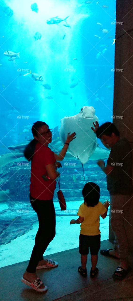 Dubai Atlantis the Palm Lost Chambers Aquarium