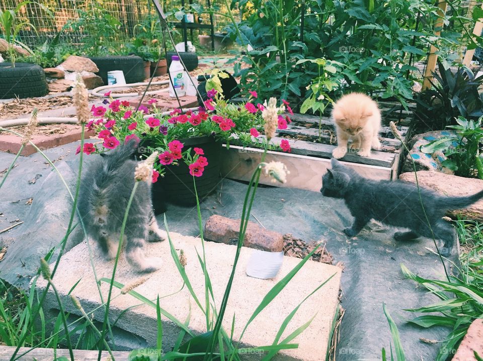 Garden kitties
