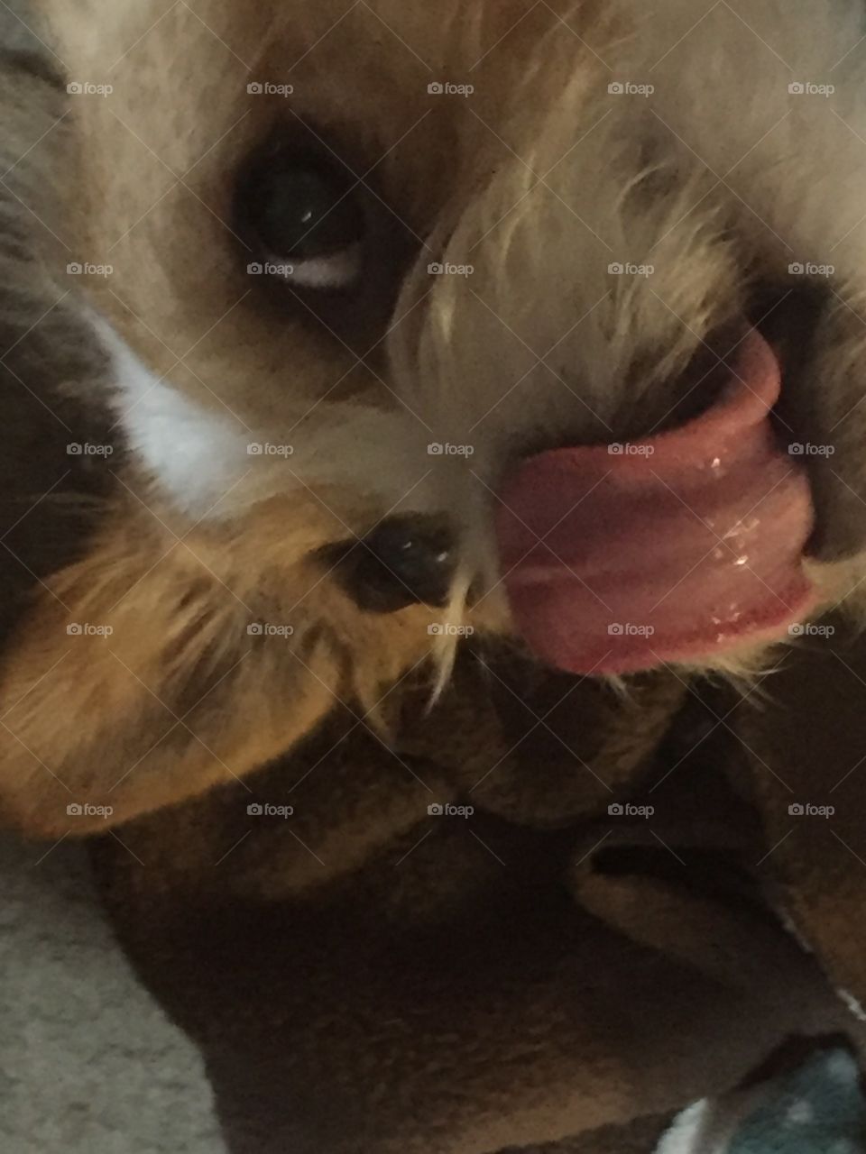 Dog tongue 