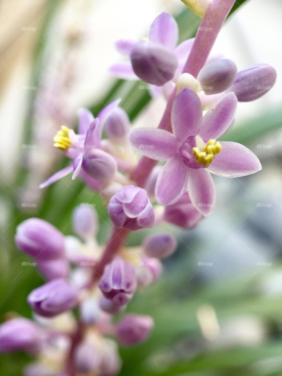 Close up flowers 