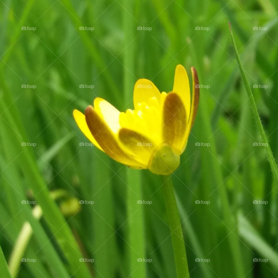 Grass, Nature, Flora, Easter, Garden