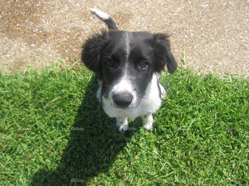 Susan. Dog posing for pictures.