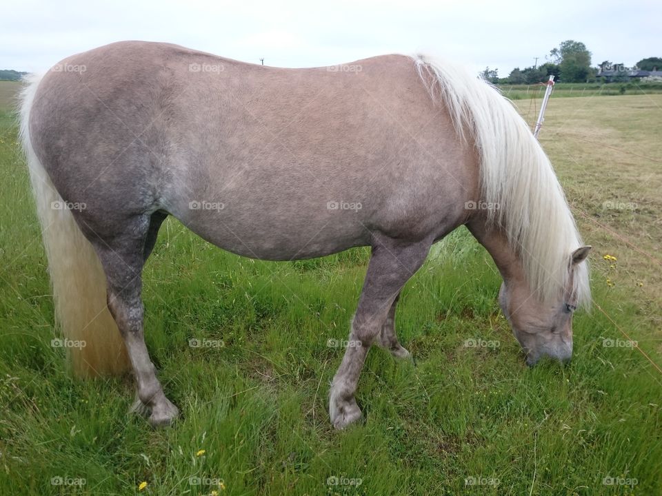 Grazing Haflinger