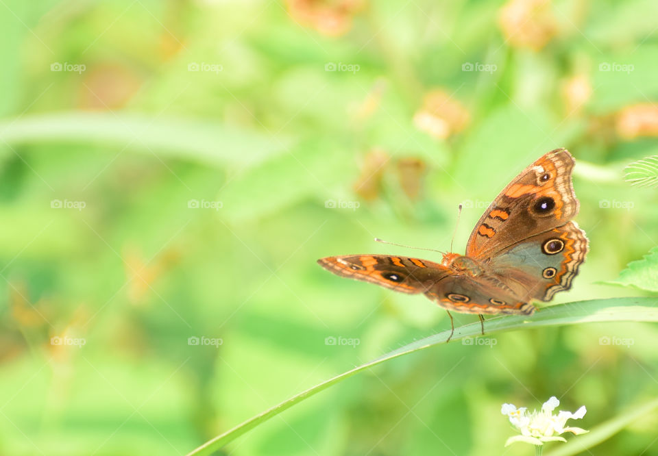 butterfly