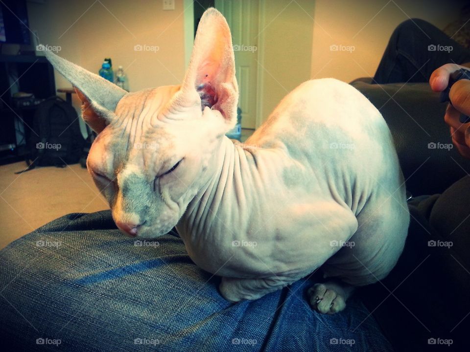 Sphynx
